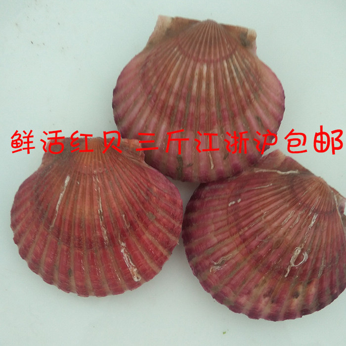 红贝鲜活海鲜优质贝类烧烤肥美扇贝新鲜海产品一份250g 三斤包邮