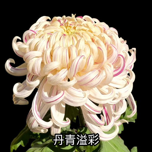 三军菊花/丹青溢彩/国华圣者/菊花苗/满30元包邮