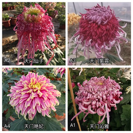 三军菊花/天门系列大菊/A1组50种/菊花苗/满30元包邮