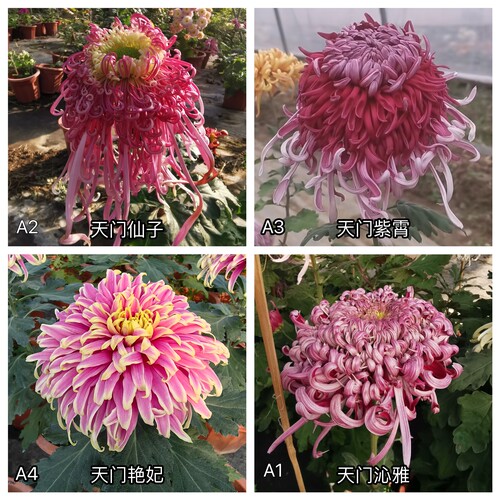 三军菊花/天门系列大菊/A1组50种/菊花苗/满30元包邮