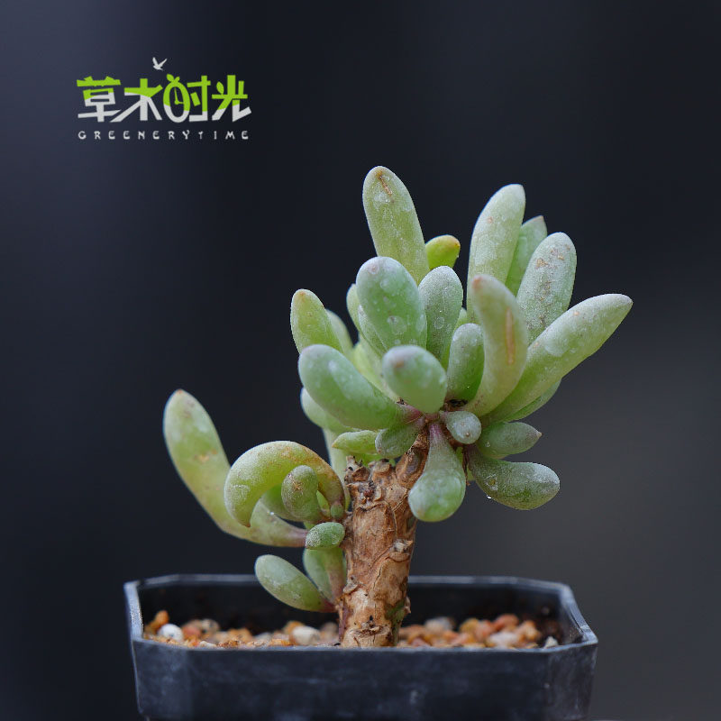 卡拉菲 厚敦菊othonna clavifolia实生块根多肉植物一物一拍
