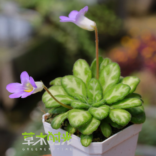鱼骨纹桂中苦苣耐阴好养一物一拍