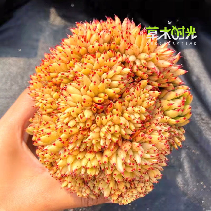 虎鲸多肉植物黄金玛利亚缀化群生缀化老桩大棚直销一物一拍