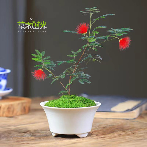 日本红花姬合欢常年开花一物一拍