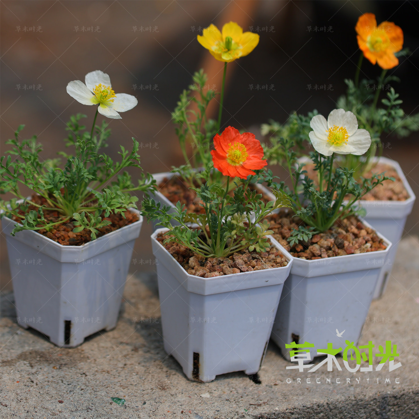 草木时光 阿尔卑斯虞美人 小型迷你矮生虞美人花苗带盆栽好发货