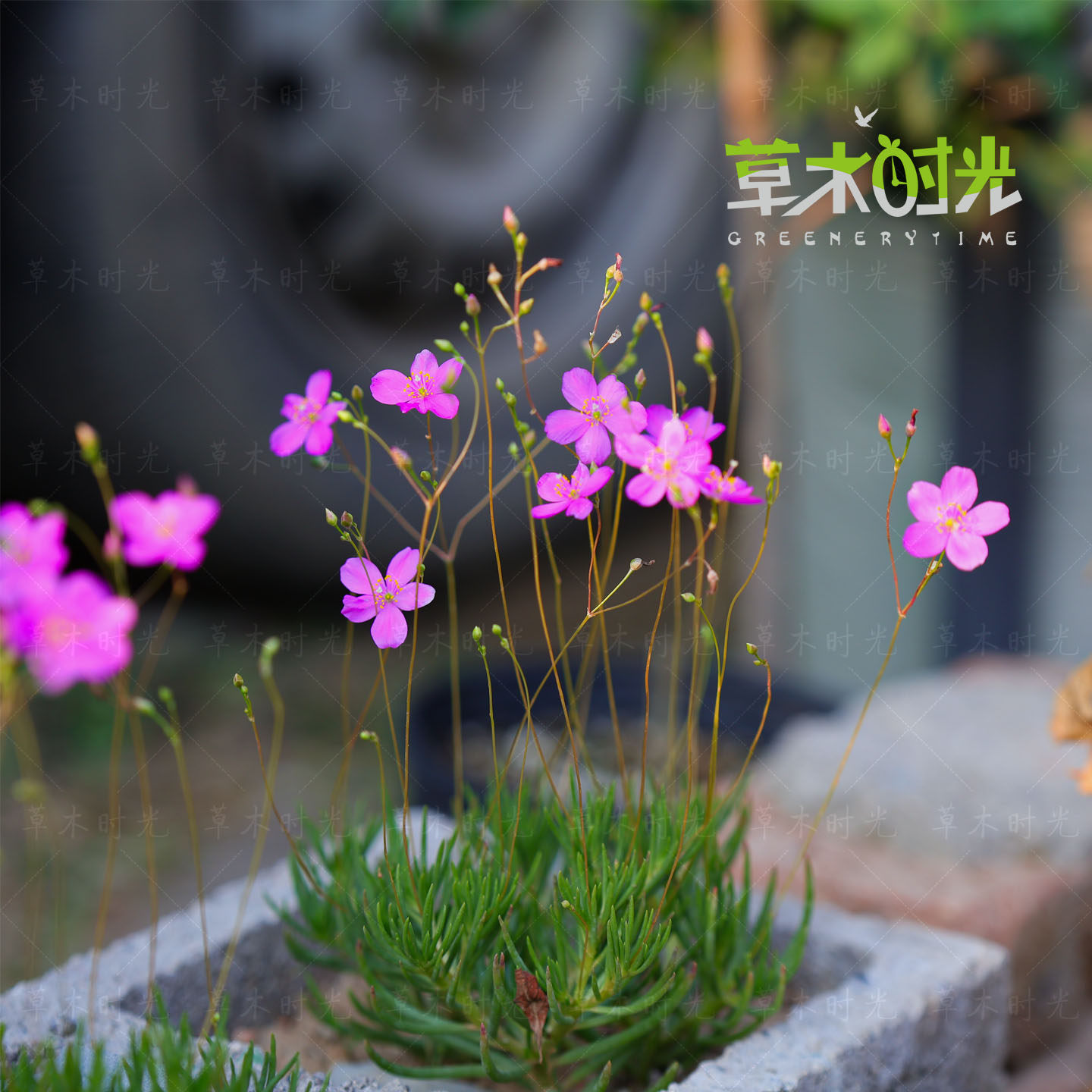 火焰花马齿苋科稀有块根多肉植物夏季开花非常耐热小型迷你花卉