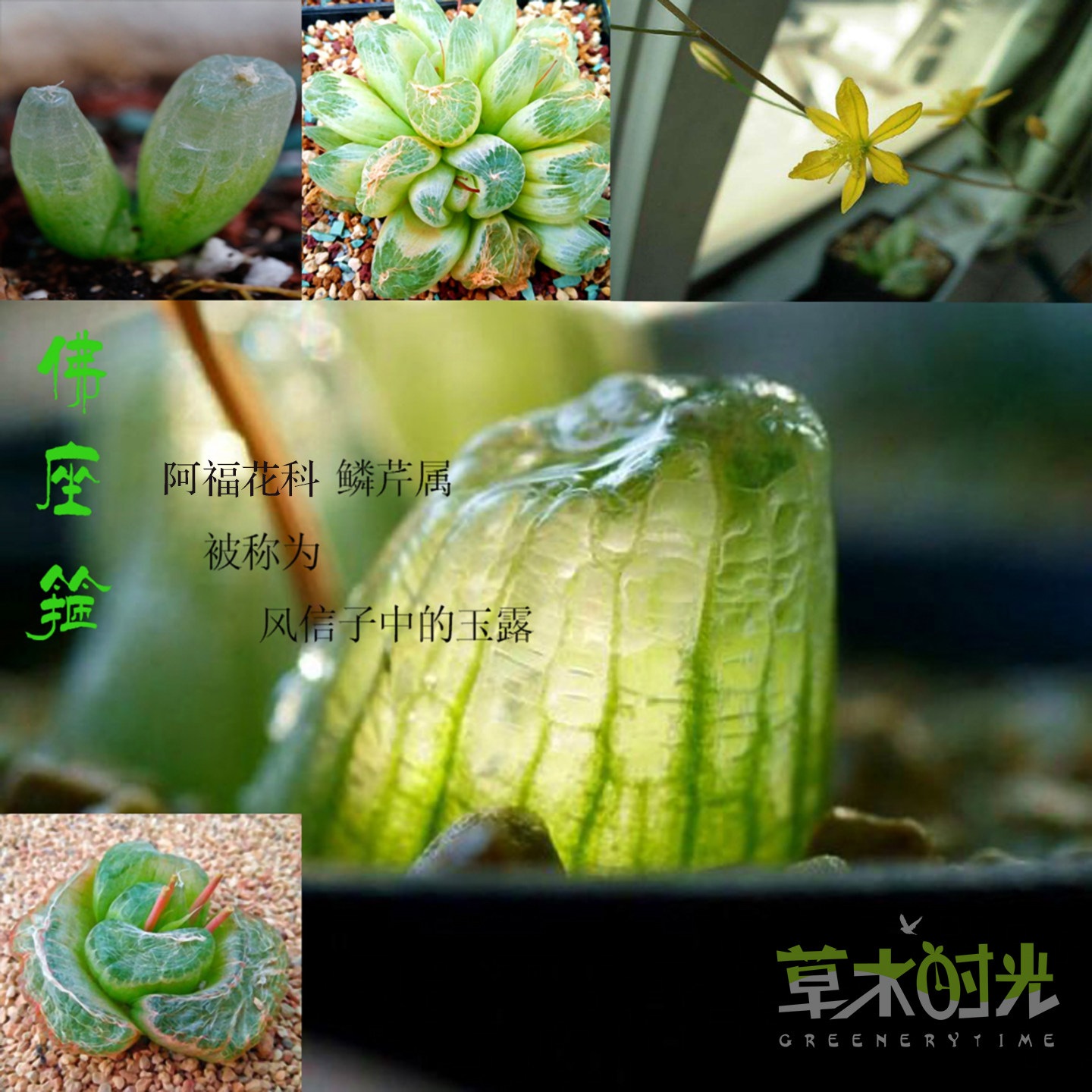 佛座箍 玉翡翠 阿福花科鳞芹属 奇异块根多肉植物一物一拍
