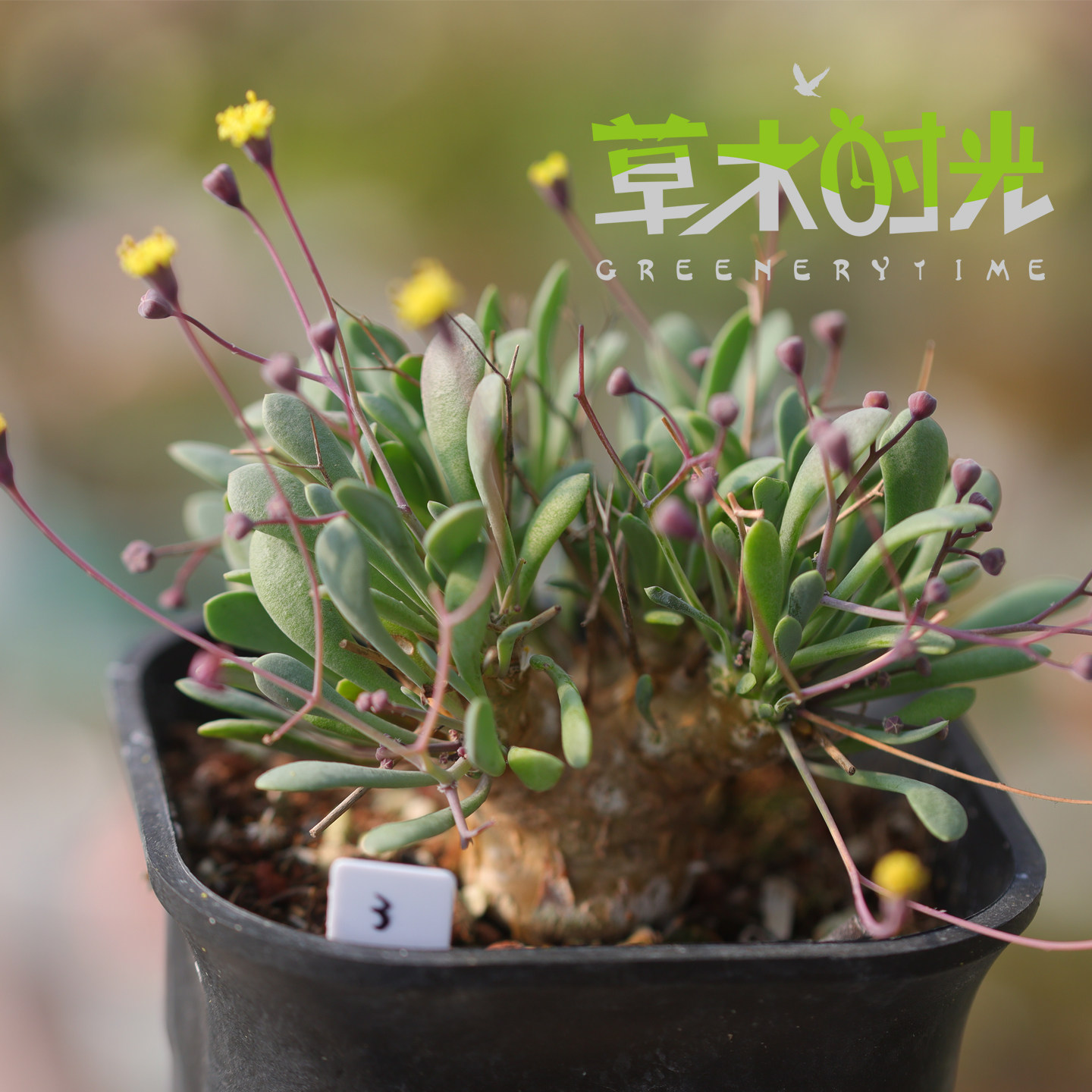 实生嘿鬼殿厚敦菊 Othonna euphorbioides 珍奇植物块根一物一拍