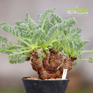 羽叶洋葵老桩多肉appendiculatum稀有多肉植物块根盆景一物一拍