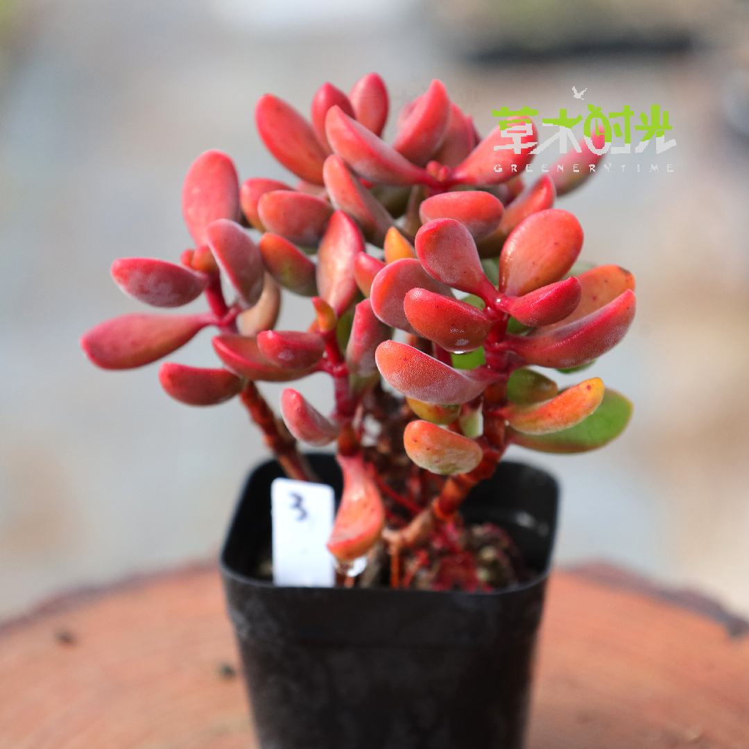 若歌诗多肉植物老桩盆栽花卉绿植组合盆栽防辐射一物一拍