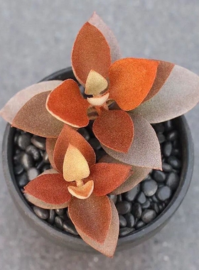 金景天多肉 稀有橙色金兔耳伽蓝菜属多肉植物阳台组合盆栽萌肉肉