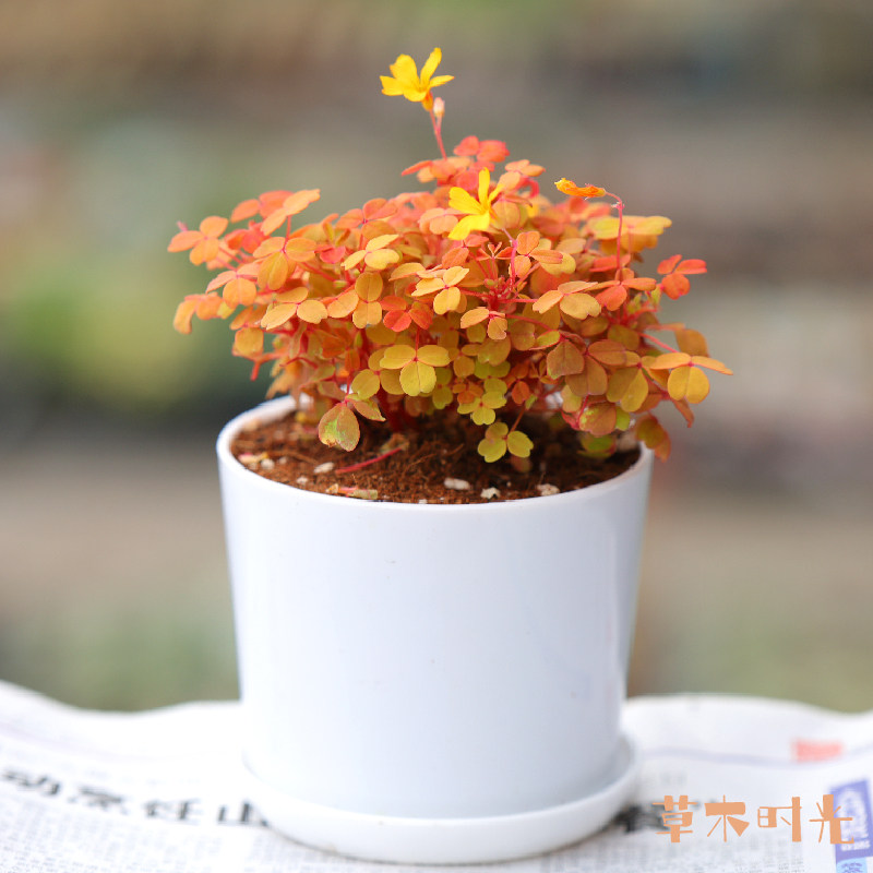 熔岩小红枫酢浆草桌面景观造景植物阳台盆栽绿植带盆基地直销