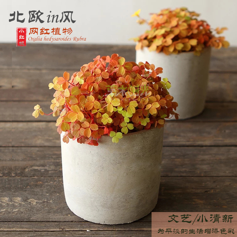 小红枫熔岩酢浆草幸运草三叶草阳台盆栽花卉植物多年生