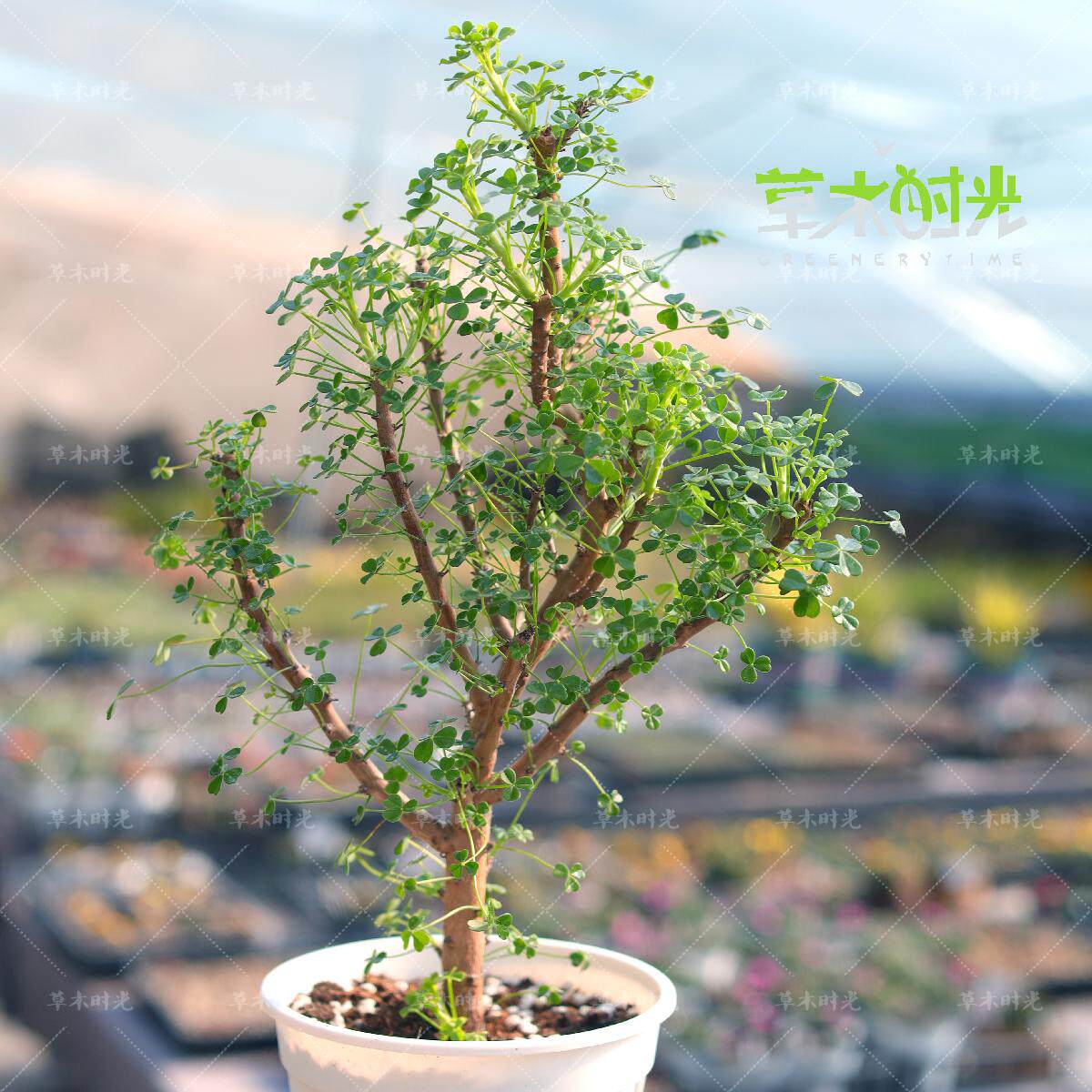 巨人酢浆草Oxalis gigantean可以长成小树的幸运草三叶草一物一拍