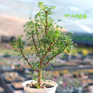 巨人酢浆草Oxalis gigantean可以长成小树的幸运草三叶草一物一拍