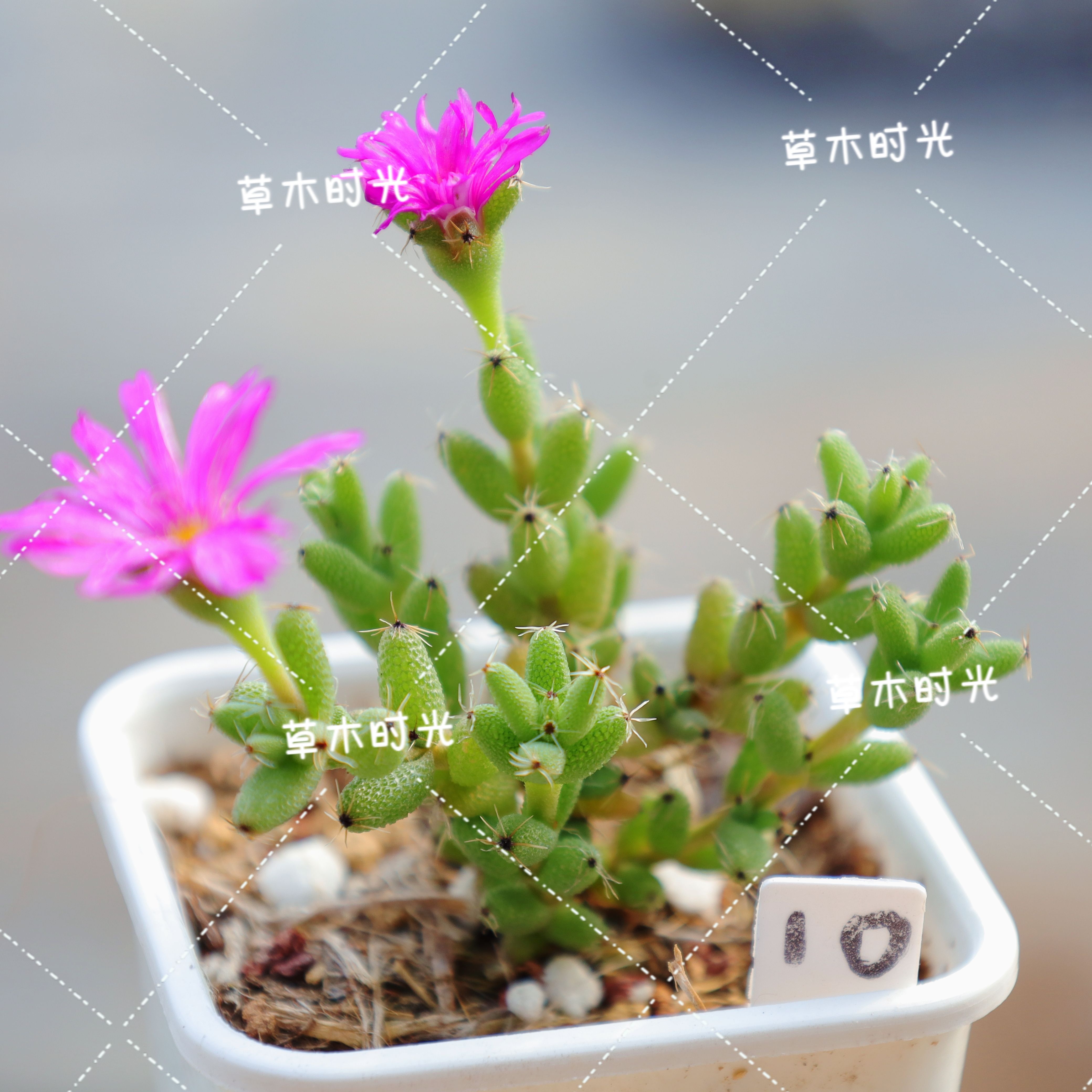 草木时光园艺 爆米花枝干番杏多肉植物 可爱桌面阳台开花小盆栽