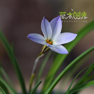 花韭兰花韭蓝花韭耐寒球根花卉阳台盆栽多年生花苗带盆栽好发货