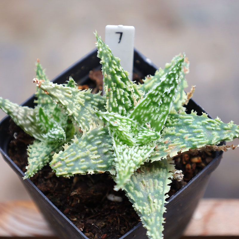 超级芦荟圣诞芦荟杂交系列阳台办公室耐热多肉植物一物一拍