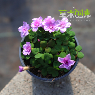 粉重酢浆草Oxalis nidulans pompom黄重酢浆草阳台好养带花发货