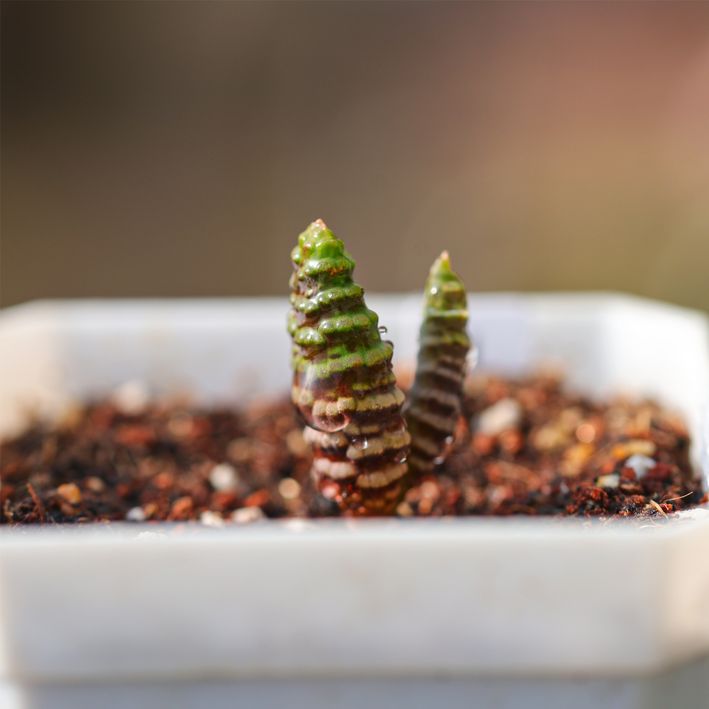 环尾狐猴响尾蛇一物一拍