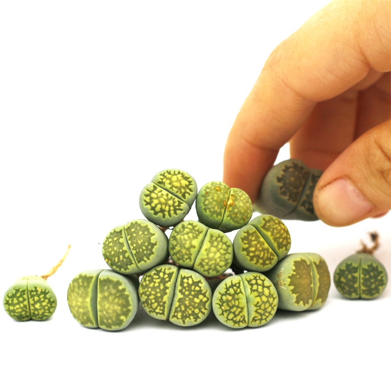 多肉植物生石花生石花pp屁股花绿福来纯种编号生石花c56a三年母本