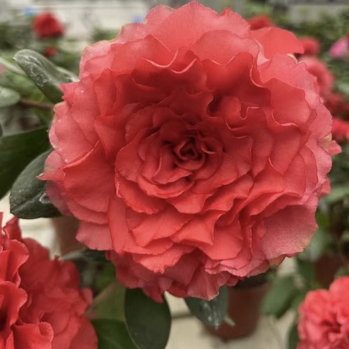 盆栽绯碧朱砂杜鹃花 红色重瓣大花庭院窗台花卉 好养易活四季勤花
