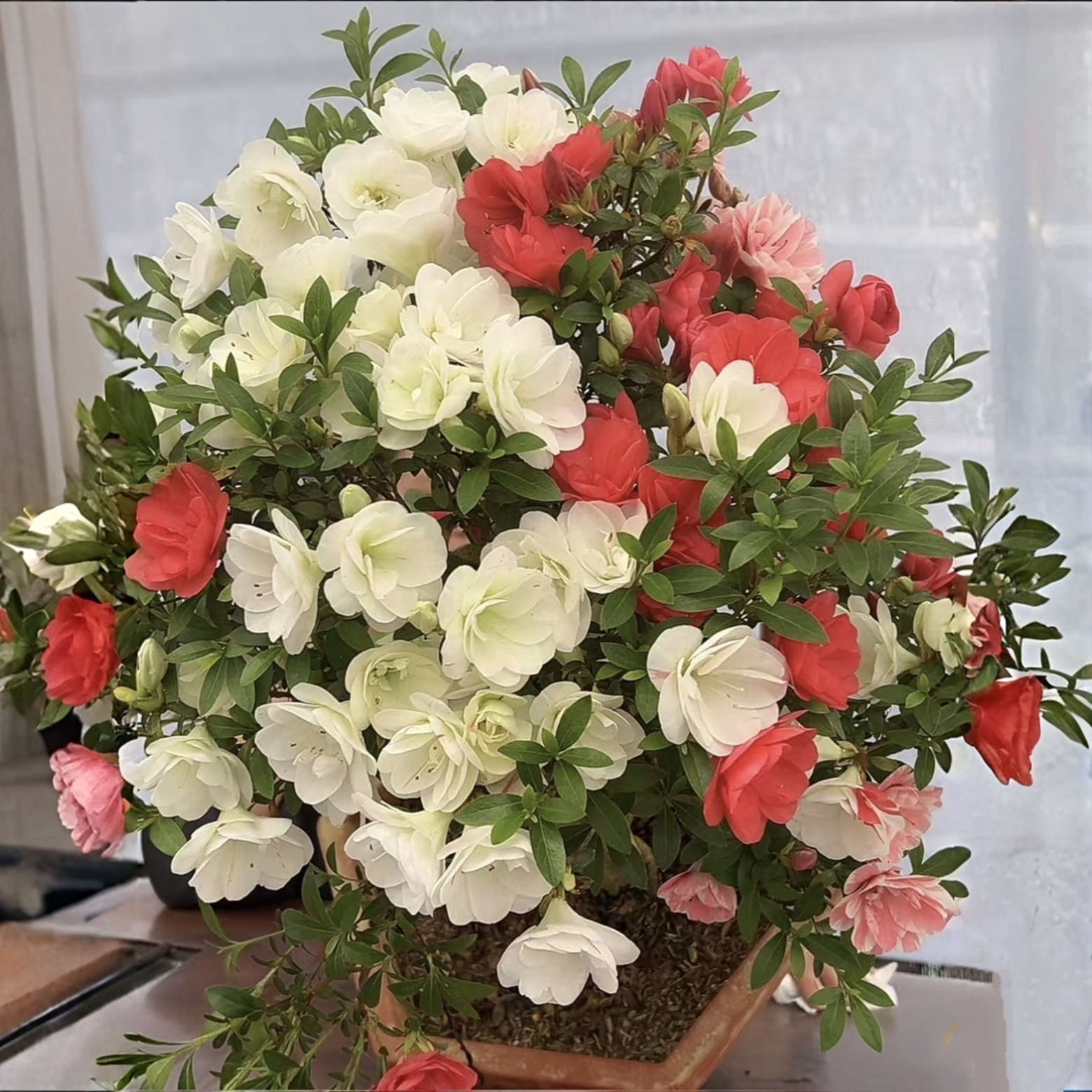 舞小町杜鹃花 盆栽日本皋月夏鹃庭院窗台花卉 耐寒耐热易活好养护