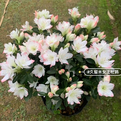 女王杜鹃花 日本久留米春鹃女王 庭院窗台花卉 耐寒耐热 好养易活