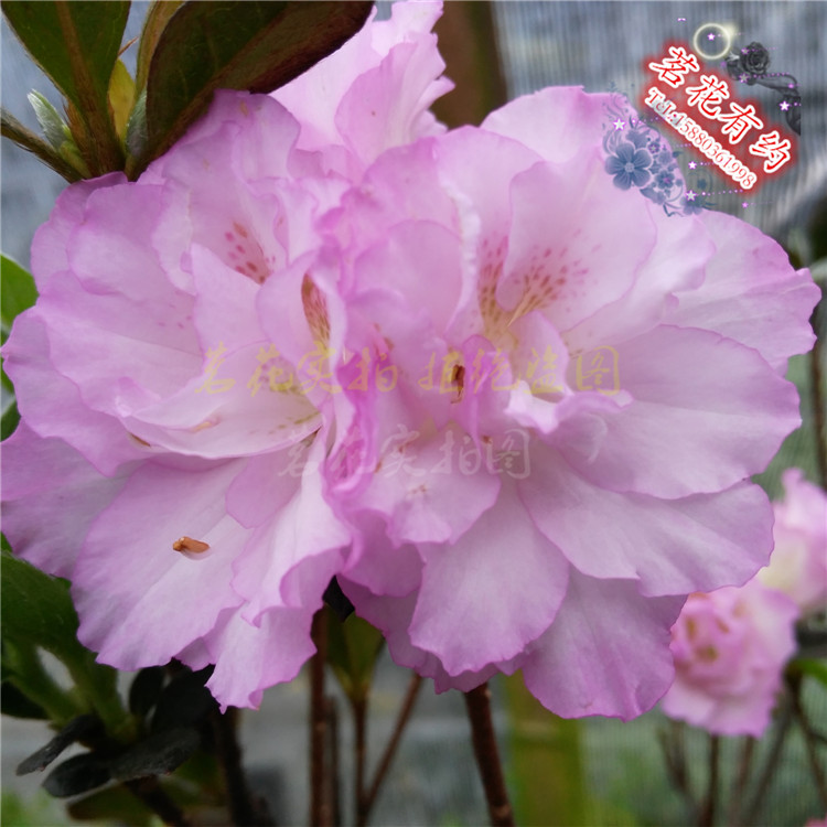 梦幻春姬宜春之诗杜鹃花 盆栽重瓣紫色杜鹃 耐寒耐热庭院窗台花卉