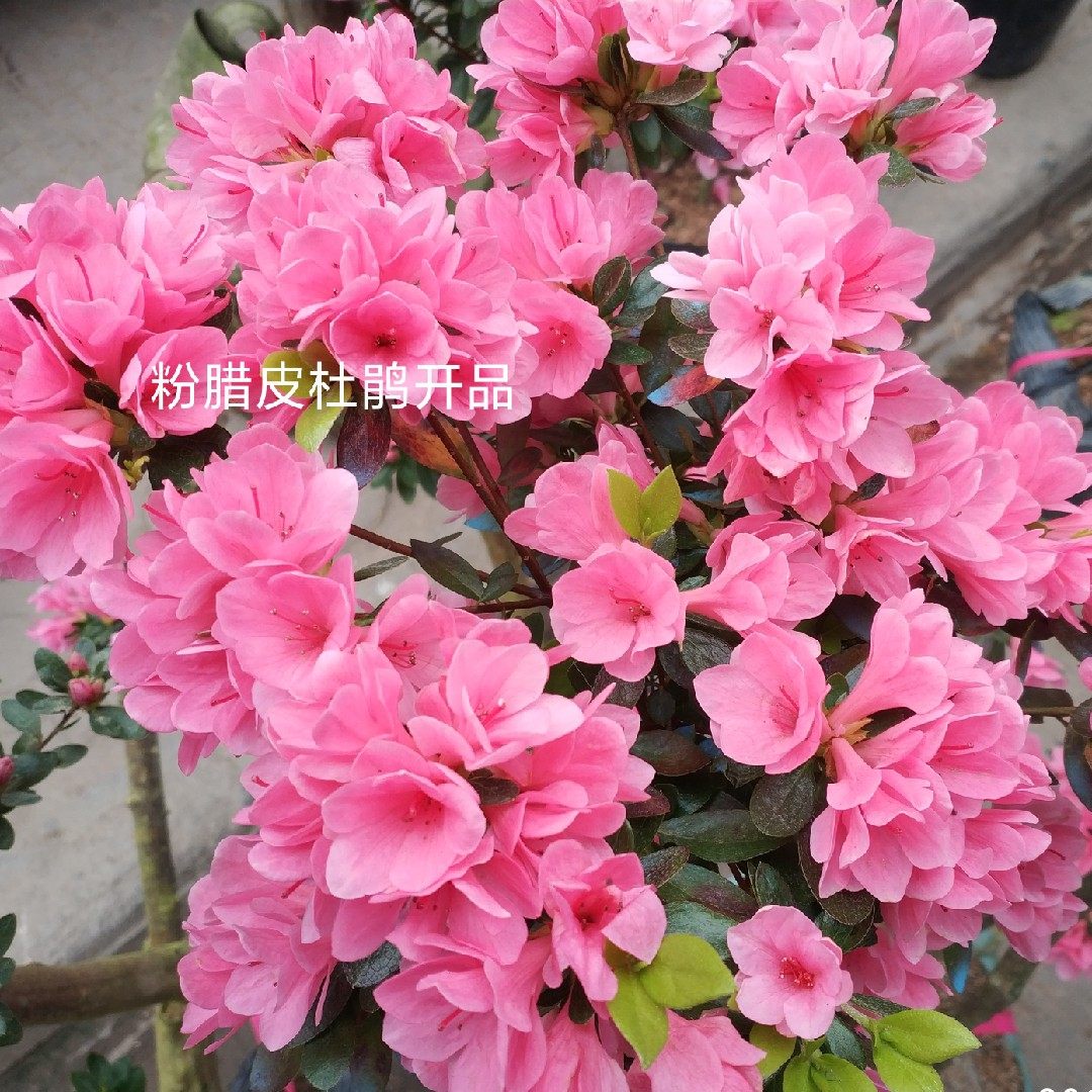 茗花有约东洋杜鹃花木本植物
