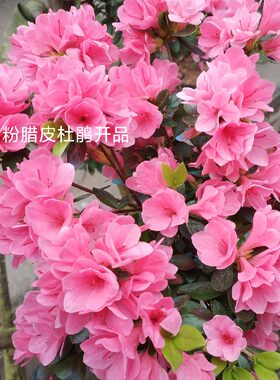 茗花有约东洋杜鹃花木本植物