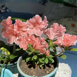 97-120款一龄杜鹃花苗 春鹃东鹃夏鹃四季鹃 稀有品种杜鹃花小苗