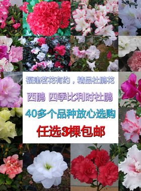 25-48款一年苗杜鹃花百合鸡冠紫色久留米 绿色光辉绢之舞初音 莹