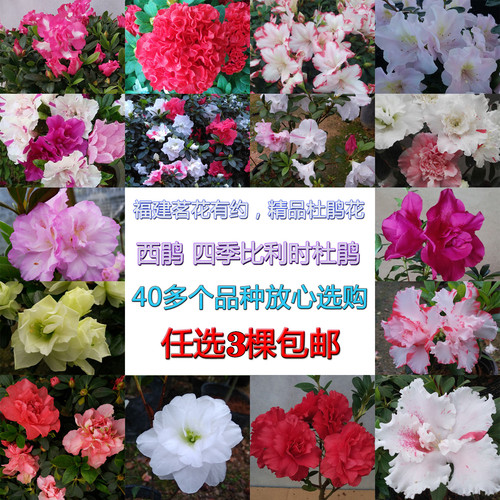 日本皋月春鹃东鹃夏鹃四季杜鹃花