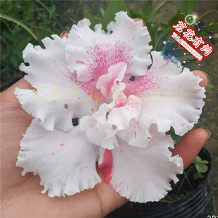 四海波杜鹃花 稀有珍贵盆栽丹东老八种杜鹃天女舞 白波红波粉波