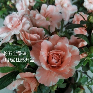 五宝绿珠杜鹃花 盆栽多色系皋月夏鹃南通绿珠 宁波五宝串串抗性好