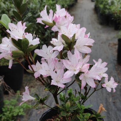 久留米初音乙女樱杜鹃花 盆栽稀有渐变杜鹃 庭院窗台花卉耐寒耐热