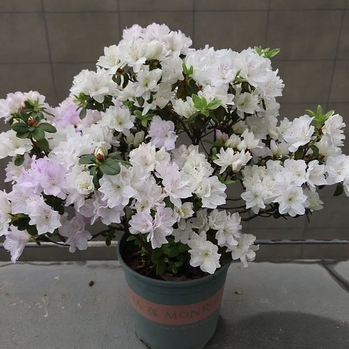 白锦蓝樱杜鹃花 稀有盆栽东洋东鹃庭院窗台花卉 耐寒耐热易养好活