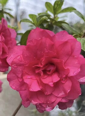 紫碧莲杜鹃花 盆栽紫色重瓣大花 庭院窗台花卉 好养易活四季勤花