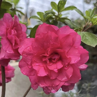 紫碧莲杜鹃花 盆栽紫色重瓣大花 庭院窗台花卉 好养易活四季勤花