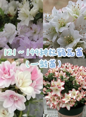 121-144款一龄杜鹃花苗 盆栽皋月夏鹃春鹃东鹃四季勤花杜鹃