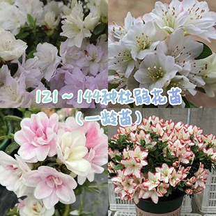 121-144款一龄杜鹃花苗 盆栽皋月夏鹃春鹃东鹃四季勤花杜鹃
