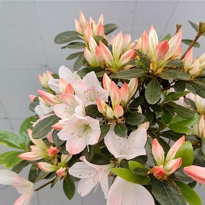 日之出云杜鹃花 渐变花色 久留米春鹃云上 庭院窗台花卉 耐寒耐热