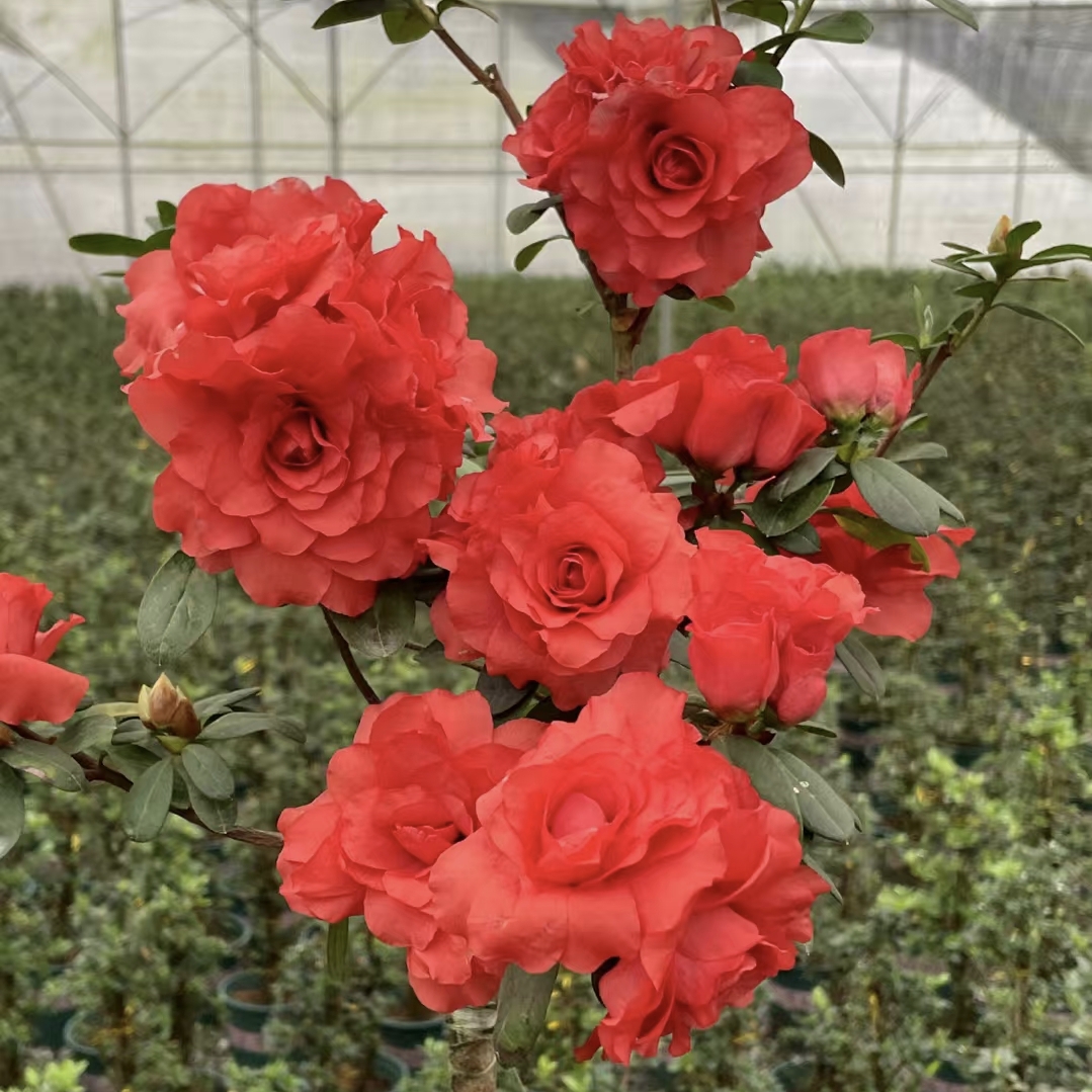 盆栽绯碧朱砂杜鹃花 红色重瓣大花庭院窗台花卉 好养易活四季勤花