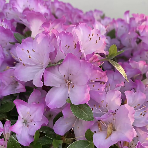 初冠雪杜鹃花 盆栽稀有小叶杜鹃 庭院窗台花卉 耐寒耐热 好养易活