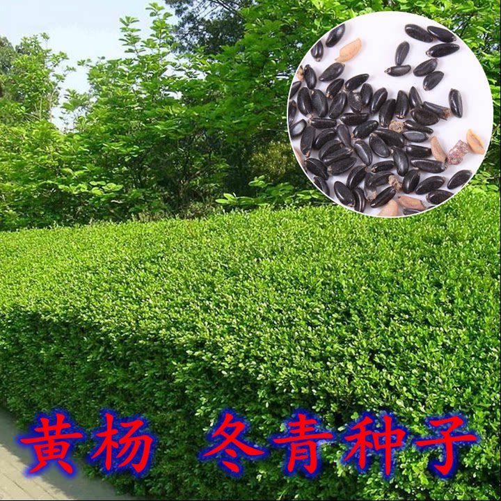 日本黄杨种子 灌木小叶黄杨种子雀舌黄杨金边黄杨瓜子黄杨种子