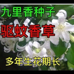 九里香种子芸香万里香过山香花圃宾馆点缀盆栽花香浓郁盆景千里香