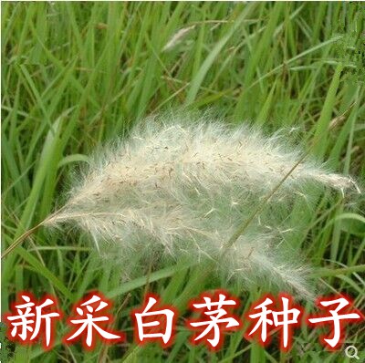 新采野生茅草种子 白茅根草种子 白茅草种子 白茅花丝茅花