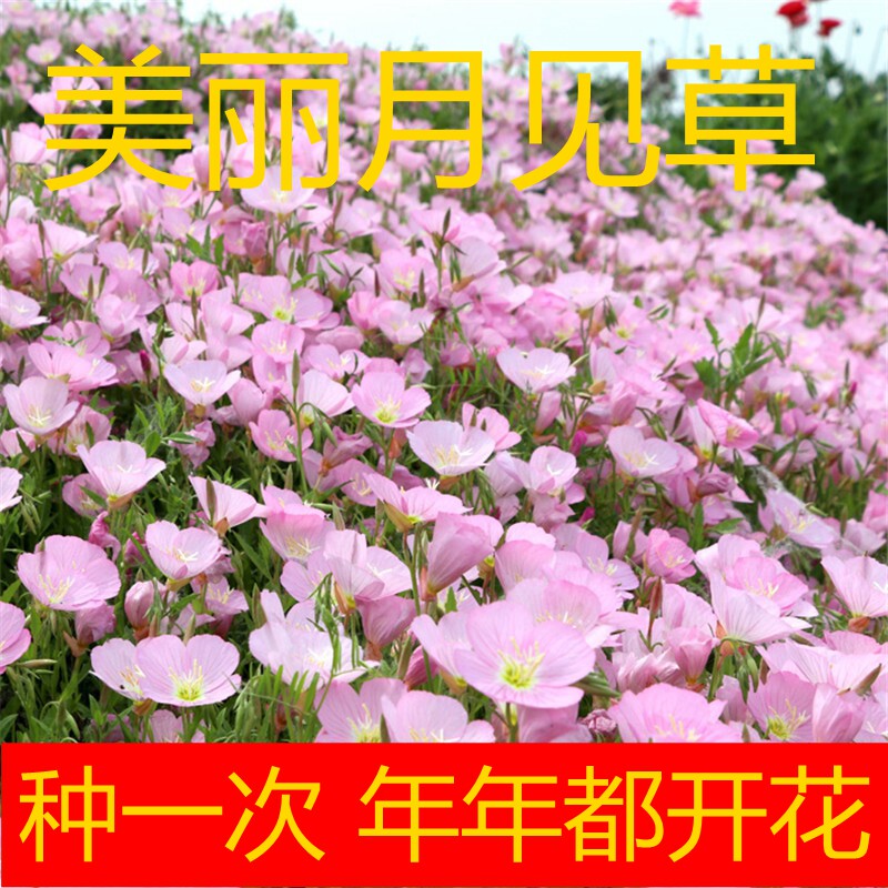 室外景观花海夜来香美丽月见草