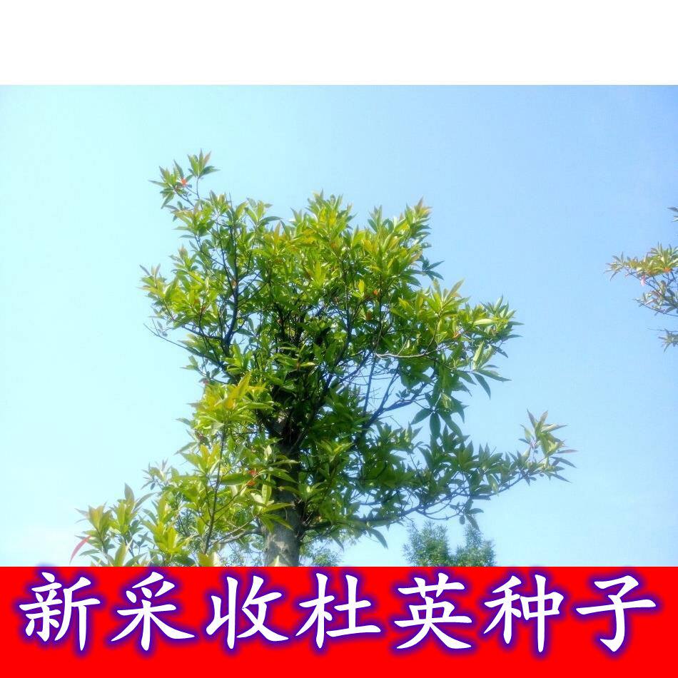 新采杜英种子假杨梅梅擦饭青果野橄榄胆八树橄榄缘瓣杜英常绿速生